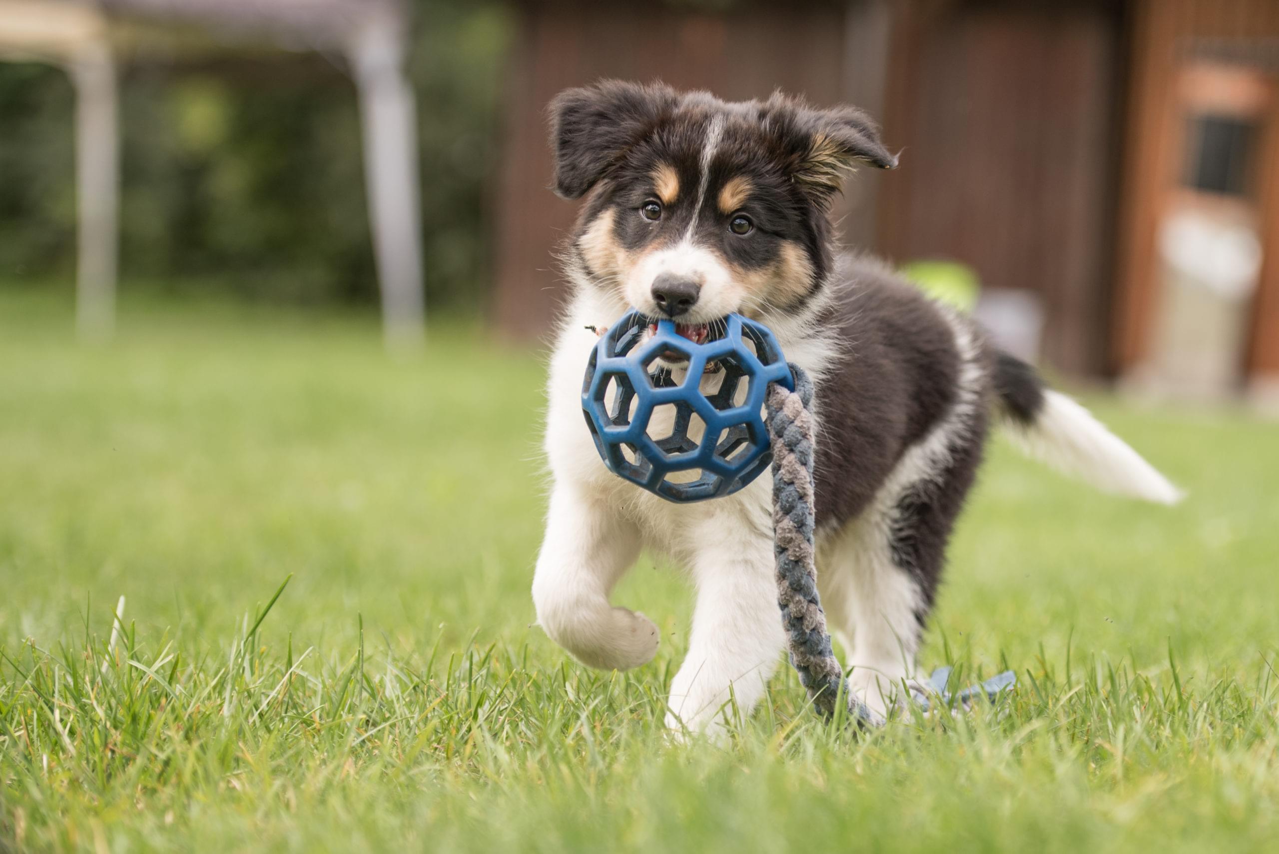 Puppy with a toy.