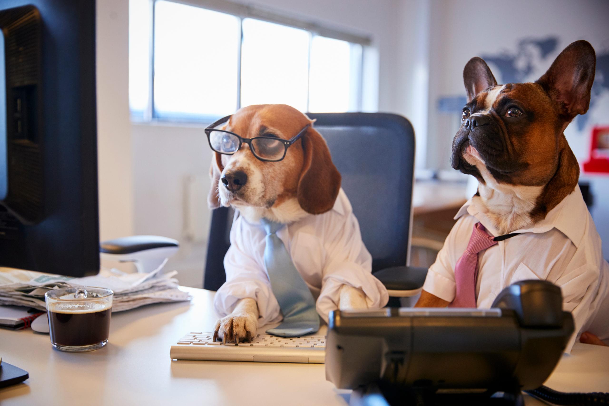 dog business management